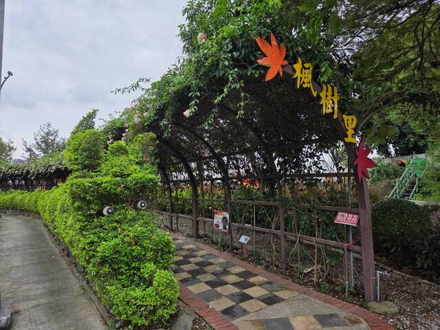 2026年10月06日蒜香藤花況-7