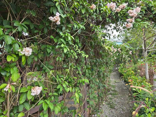 2026年10月06日蒜香藤花況-8