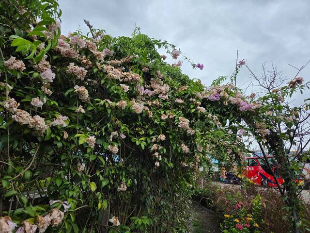 2026年10月06日蒜香藤花況-9