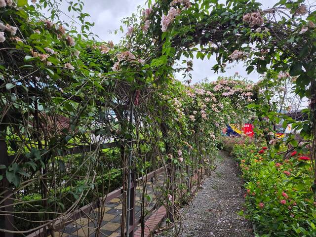 2026年10月06日蒜香藤花況-10