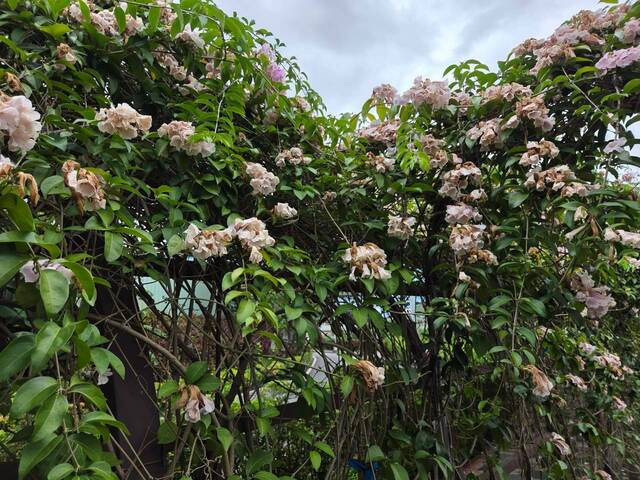 2026年10月06日蒜香藤花況-11