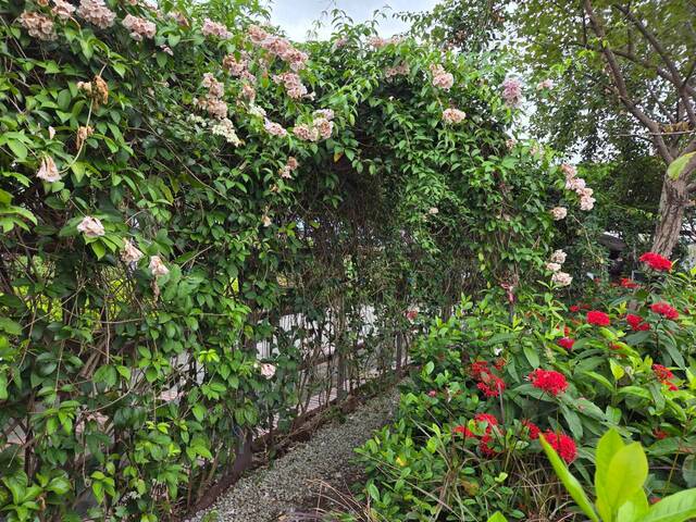 2026年10月06日蒜香藤花況-12