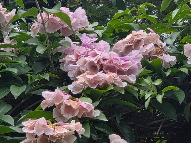 2026年10月06日蒜香藤花況-14