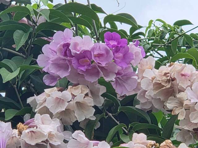 2026年10月06日蒜香藤花況-16