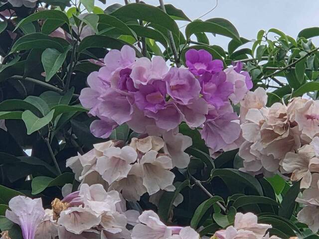 2026年10月06日蒜香藤花況-17