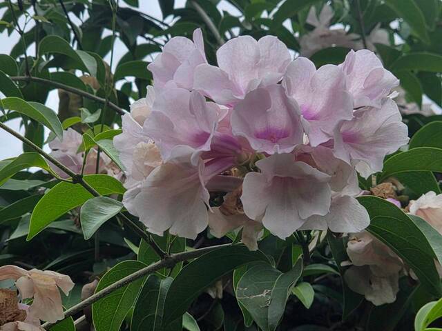 2026年10月06日蒜香藤花況-18