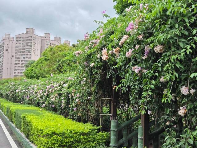 2026年10月06日蒜香藤花況-19