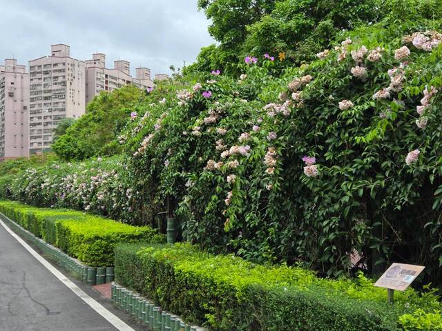 2026年10月06日蒜香藤花況-20