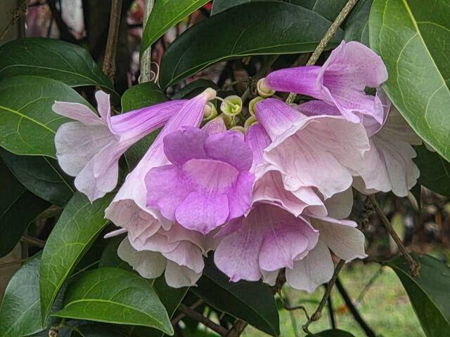 2026年10月06日蒜香藤花況-21