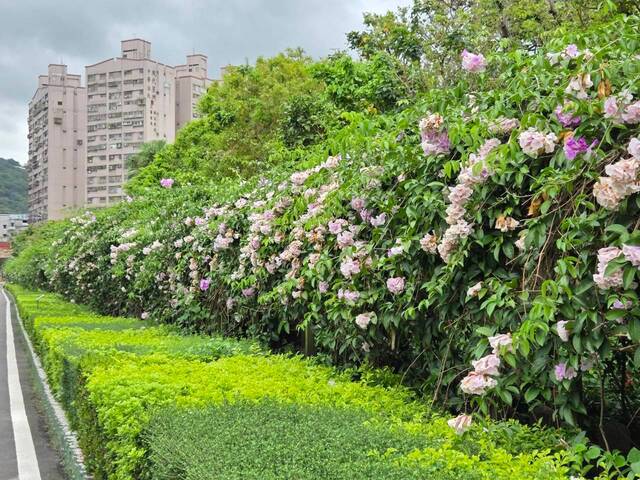2026年10月06日蒜香藤花況-22