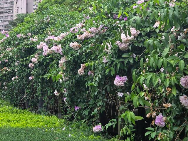 2026年10月06日蒜香藤花況-23