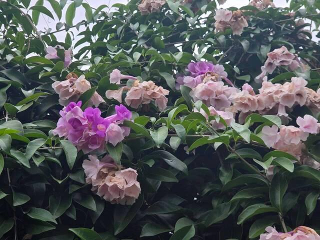 2026年10月06日蒜香藤花況-24