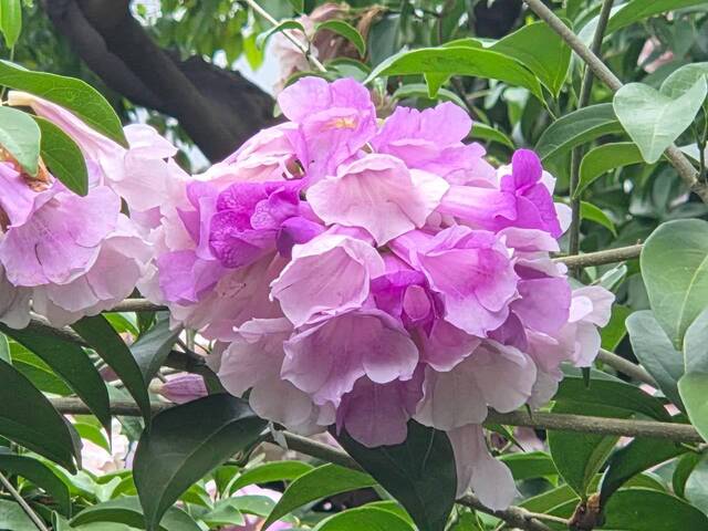 2026年10月06日蒜香藤花況-25