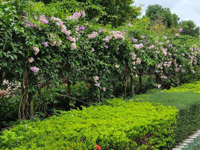 2026年10月06日蒜香藤花況-26