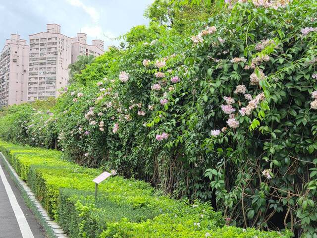 2026年10月06日蒜香藤花況-27
