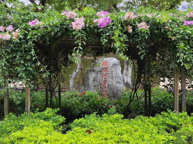 2026年10月06日蒜香藤花況-28