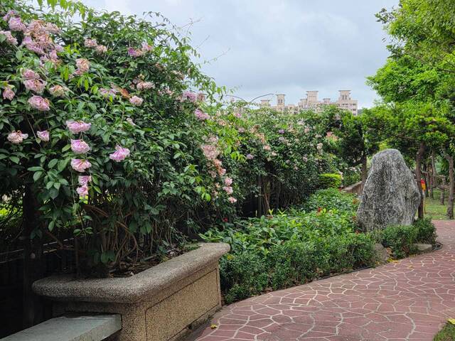 2026年10月06日蒜香藤花況-30