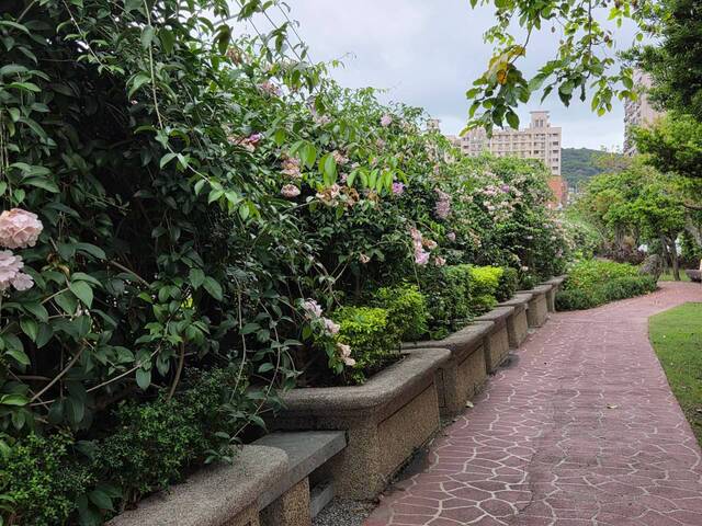 2026年10月06日蒜香藤花況-32