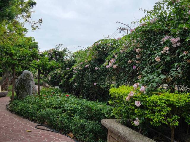2026年10月06日蒜香藤花況-33