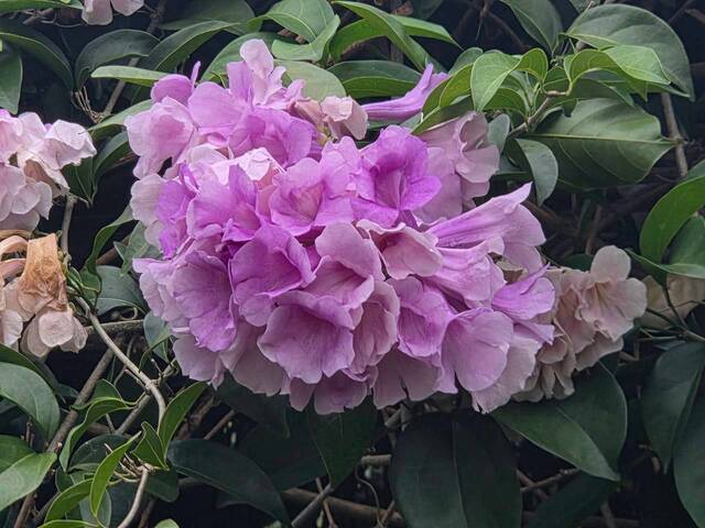 2026年10月06日蒜香藤花況-34