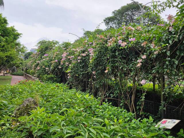 2026年10月06日蒜香藤花況-35