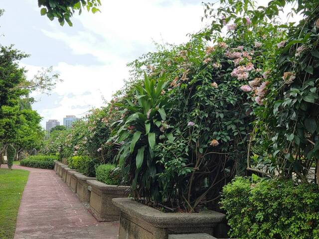 2026年10月06日蒜香藤花況-36