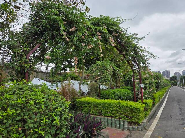2026年10月06日蒜香藤花況-37