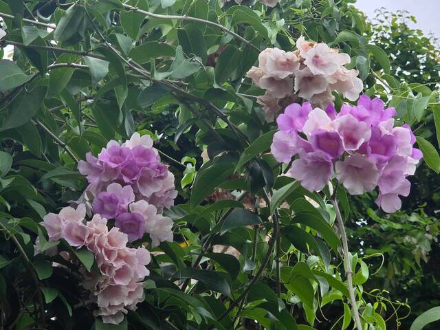 2026年10月06日蒜香藤花況-38