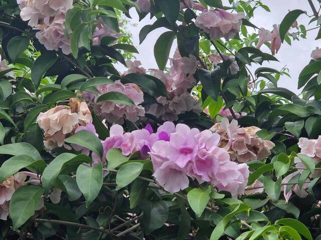 2026年10月06日蒜香藤花況-39