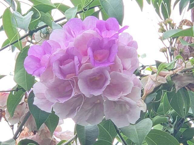 2026年10月06日蒜香藤花況-40