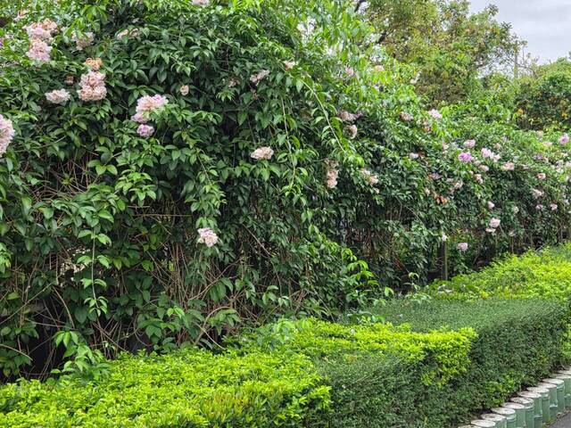 2026年10月06日蒜香藤花況-42