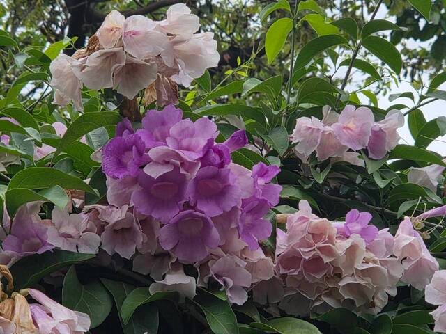 2026年10月06日蒜香藤花況-43