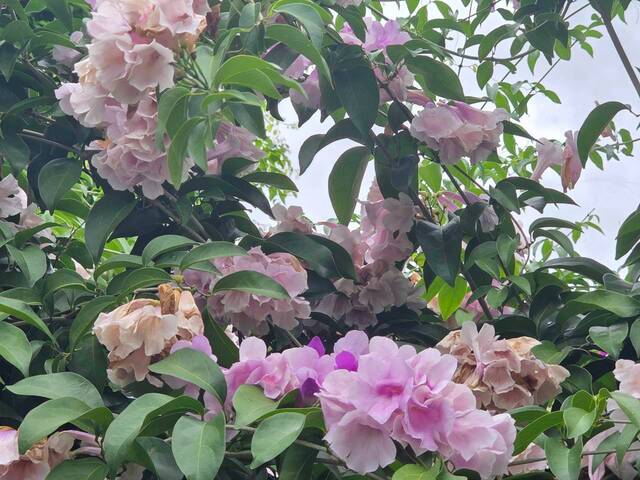 2026年10月06日蒜香藤花況-44