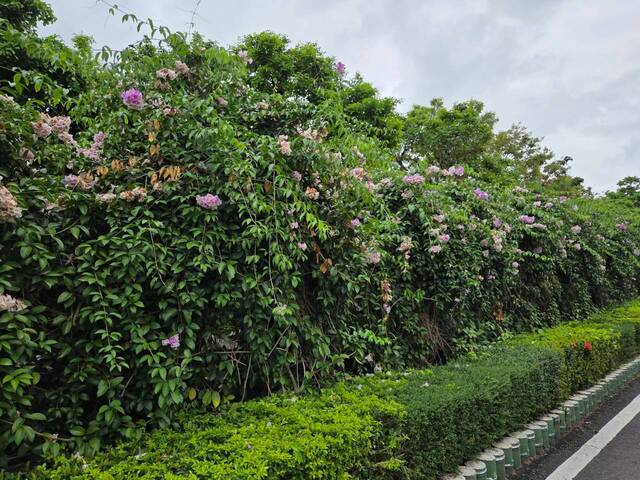 2026年10月06日蒜香藤花況-45