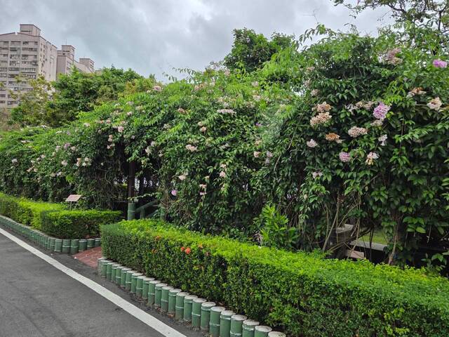 2026年10月06日蒜香藤花況-48