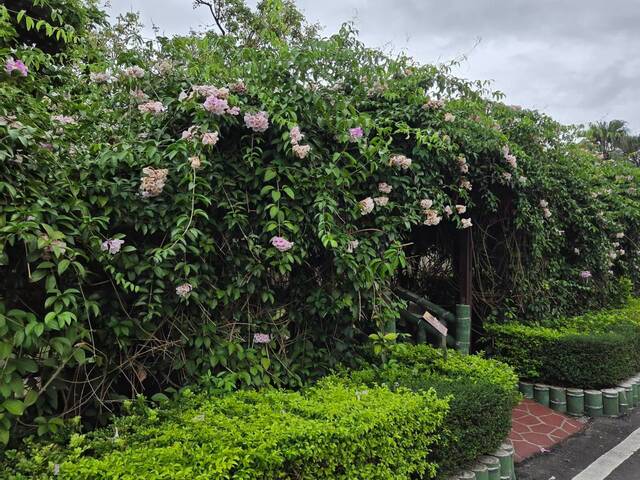 2026年10月06日蒜香藤花況-49