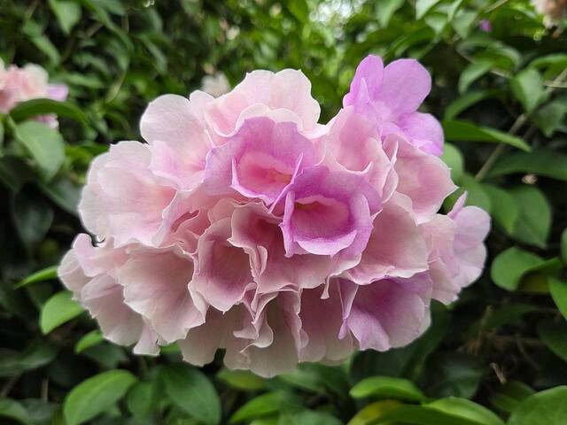 2026年10月06日蒜香藤花況-50