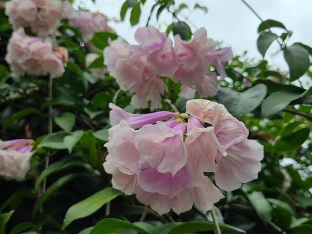 2026年10月06日蒜香藤花況-52