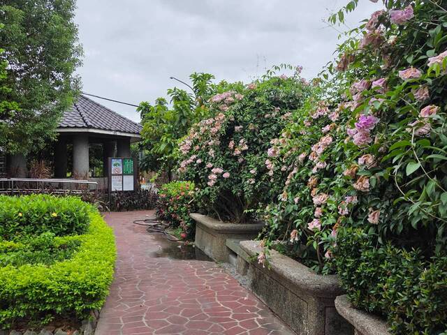 2026年10月06日蒜香藤花況-54