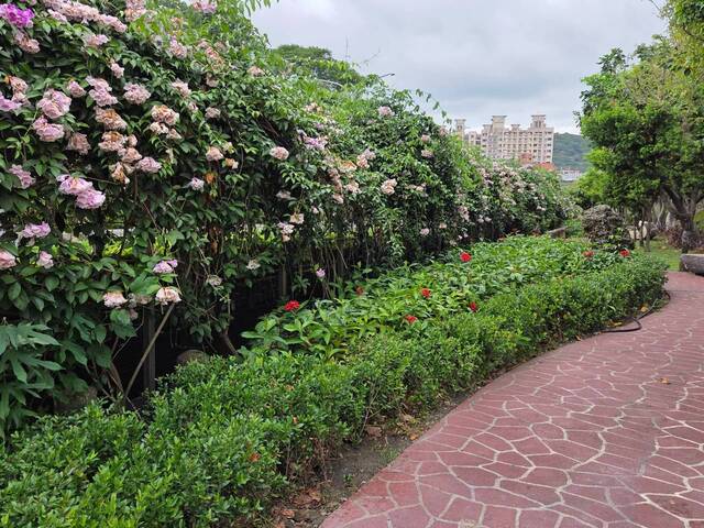 2026年10月06日蒜香藤花況-55