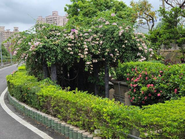 2026年10月06日蒜香藤花況-56