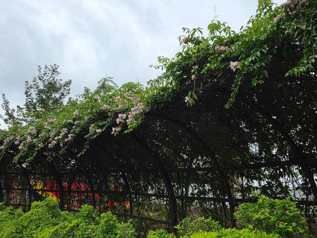 2026年10月06日蒜香藤花況-57