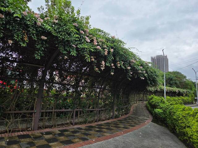 2026年10月06日蒜香藤花況-58