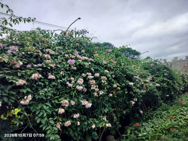 2026年10月07日蒜香藤花況-3