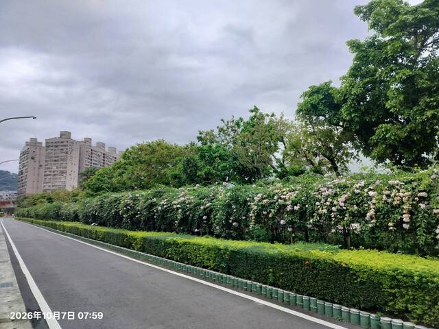 2026年10月07日蒜香藤花況-6