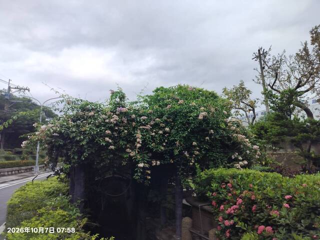 2026年10月07日蒜香藤花況-9
