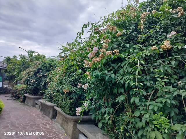 2026年10月08日蒜香藤花況-1（共11張照片）