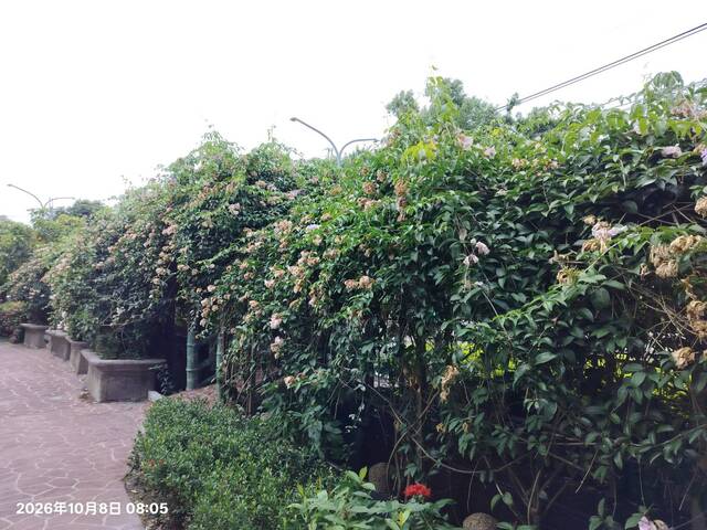 2026年10月08日蒜香藤花況-2