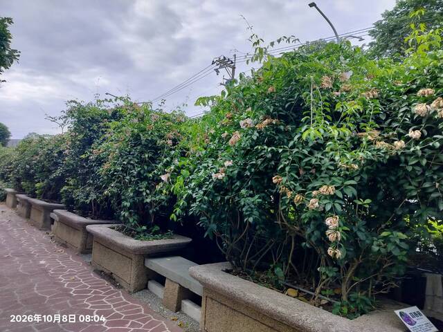 2026年10月08日蒜香藤花況-3