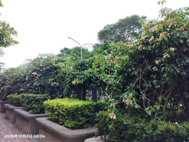 2026年10月08日蒜香藤花況-4
